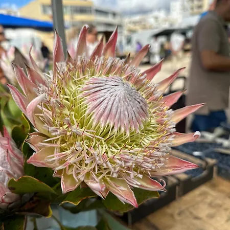 Villamoura Vilamoura