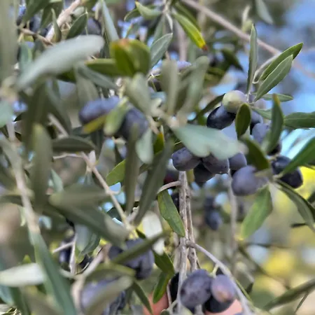 Villamoura Apartmán