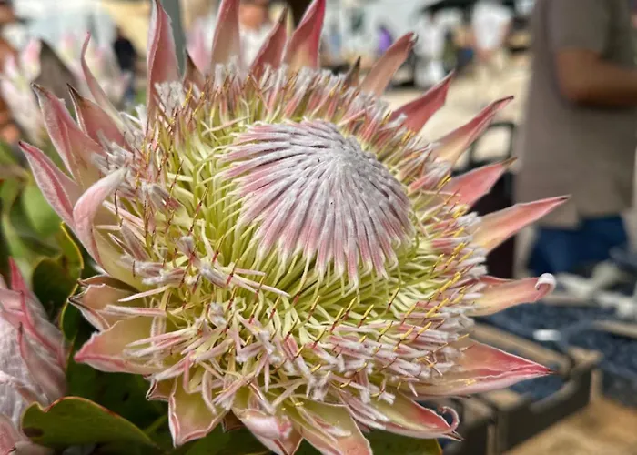 Villamoura Vilamoura